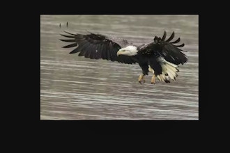 Bald Eagles: Birds in Flight Photography